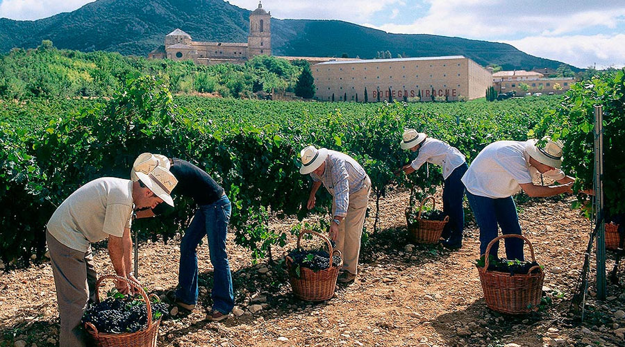 Imagen viñedos bodegas irache